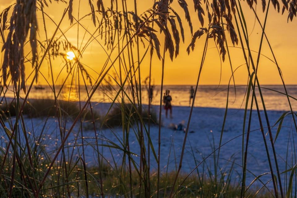 sunset through the trees on Holmes Beach, with sea grass in the foreground.